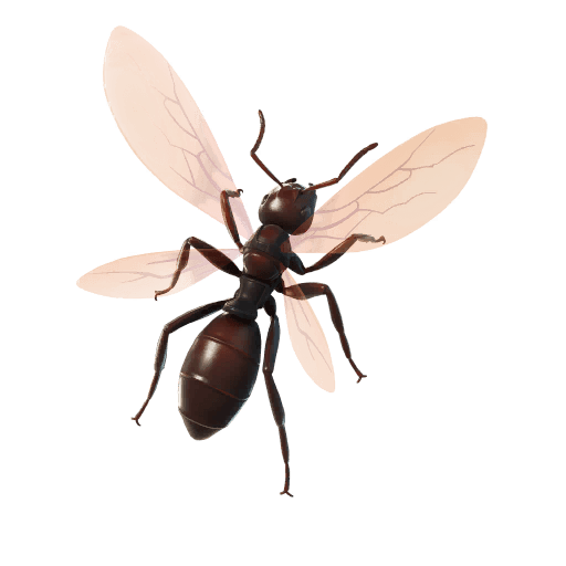 Ant-Tonio — Epic Back Bling