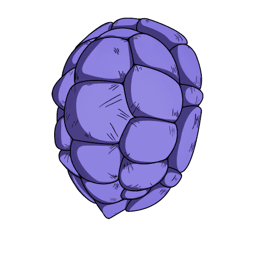 Kamesennin's Shell — Rare Back Bling