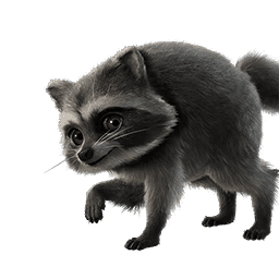 Jimothy — Uncommon Sidekick