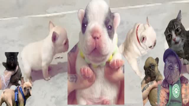 PIbble FFA — Fortnite Creative map cover art
