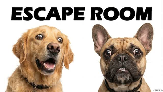 67 IQ DOGS 🧠 ESCAPE ROOM — Fortnite Creative map