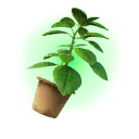 Green Herb
