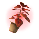 Red Herb