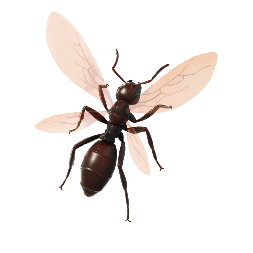 Ant-Tonio