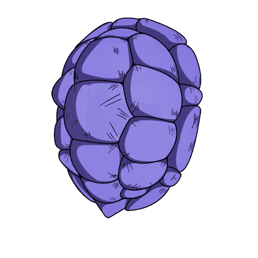 Kamesennin's Shell